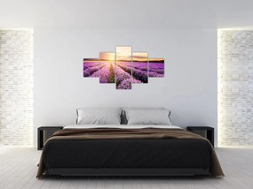 Obraz - Wschód słońca na polu lawendy (125x70 cm)