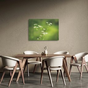 Obraz na szkle stokrotek (70x50 cm)