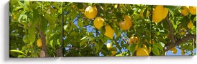 Obraz - Drzewo cytrynowe (170x50 cm)