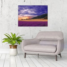 Obraz na szkle lawendowej łąki (70x50 cm)