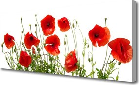Obraz canvas na ścianę Polne Maki w Rozkwicie
