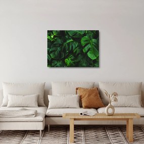 Obraz na szkle liści Monstery (70x50 cm)