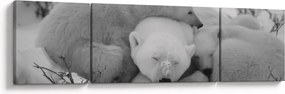Obraz - Niedźwiadki polarne, czarno - biały (170x50 cm)