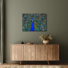 Obraz - Paw (70x50 cm)
