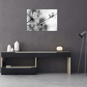 Obraz - Czarno - białe kwiaty (70x50 cm)