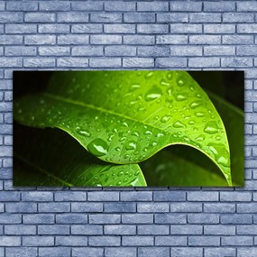 Zdjęcie na płótnie Krople Porannej Rosy