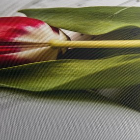 Obraz czerwonego tulipana (170x50 cm)
