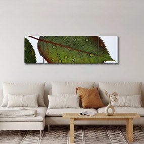 Obraz - Liść róży (170x50 cm)