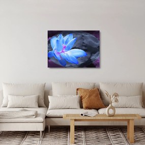 Obraz na szkle szczegółu kwiatu (70x50 cm)