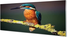 Panel szklany do Kuchni Mały Egzotyczny Ptak