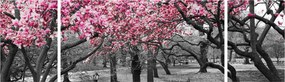 Obraz drzew magnolii (170x50 cm)