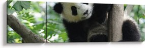 Obraz - Panda na drzewie (170x50 cm)