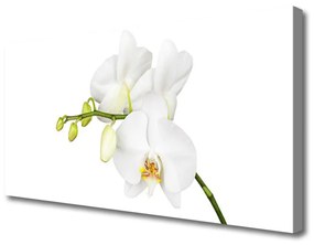 Obraz Canvas Orchidea Kwiaty Natura