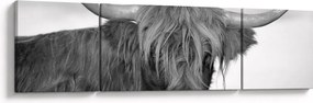 Obraz - Szkocka krowa 2, czarno - biały (170x50 cm)