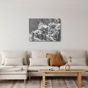 Obraz na szkle - Suszone kwiaty (70x50 cm)