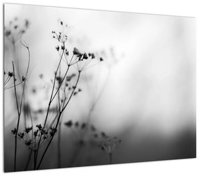 Obraz - Detal kwiatów polnych (70x50 cm)