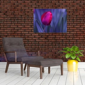 Obraz na szkle pąka tulipana (70x50 cm)