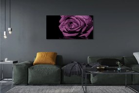 Zdjęcie na płótnie Szlachetna Fioletowa Róża