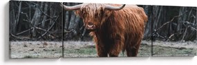 Obraz - Szkocka krowa 2 (170x50 cm)