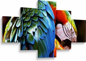 Obraz - Papuga (125x70 cm)