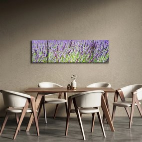 Obraz pola z lawendą (170x50 cm)