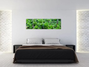 Obraz sukulentów (170x50 cm)