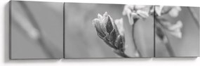 Obraz - Kwitnący kwiat (170x50 cm)