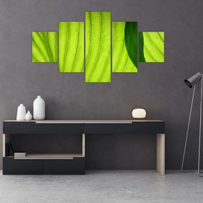 Obraz - Szczegół zielonego liścia (125x70 cm)