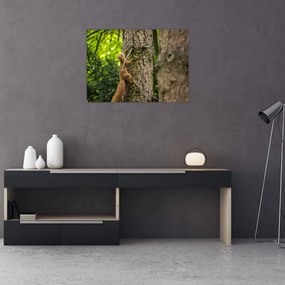 Obraz na szkle - wiewiórka (70x50 cm)