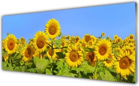 Panel Kuchenny Złocisty Słonecznik W Słońcu