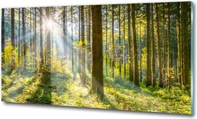 Foto obraz szkło hartowane Las w słońcu