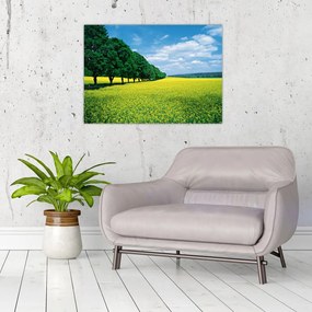 Obraz pola z aleją (70x50 cm)