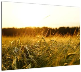 Obraz na szkle - zroszona trawy (70x50 cm)