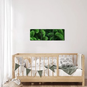 Obraz - Gałązki drzew iglastych (z zegarem) (90x30 cm)