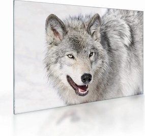 Obraz na szkle - Wilk w naturze (70x50 cm)