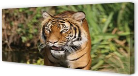 Fotoobraz na płótnie Leśny Dom Tygrysa