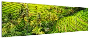 Obraz - Pola ryżowe (170x50 cm)