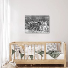 Obraz na szkle - Lis w zimie (70x50 cm)