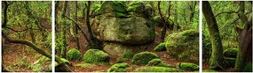 Obraz magicznego lasu (170x50 cm)