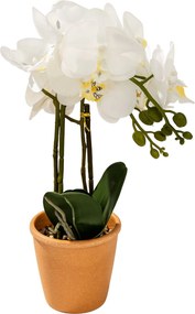 Storczyk Orchidea White w doniczce 45 cm