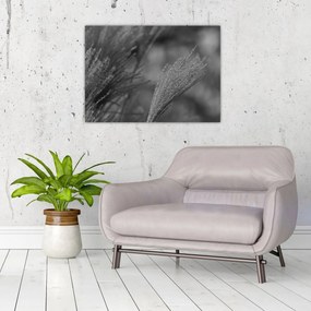 Obraz - Suszona trawa pampasowa (70x50 cm)