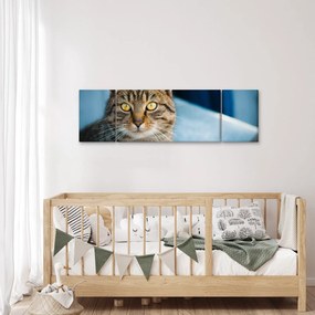 Obraz - Kot domowy (170x50 cm)