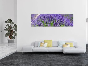 Obraz - lawenda (170x50 cm)