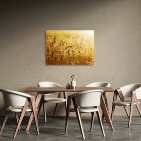 Obraz na szkle - Kłosy zboża (70x50 cm)