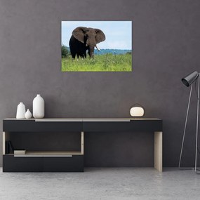 Obraz na szkle słonia (70x50 cm)