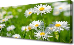 Obraz canvas Skromność Polnej Stokrotki