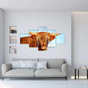 Obraz -Szkocka krowa (125x70 cm)