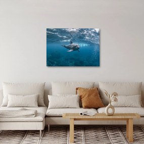 Obraz - Delfin pod wodą (70x50 cm)
