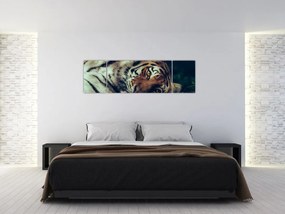 Obraz - tygrys syberyjski (170x50 cm)