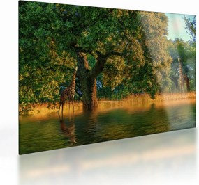 Obraz na szkle - żyrafy w naturze (70x50 cm)